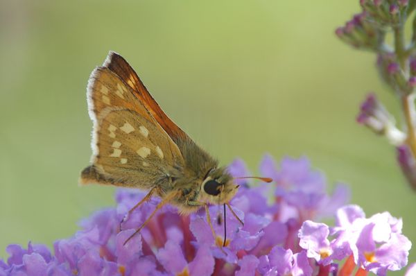 hesperia comma?